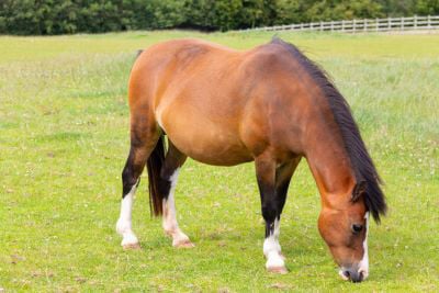 Bay pony who is slightly overweight grazing in field